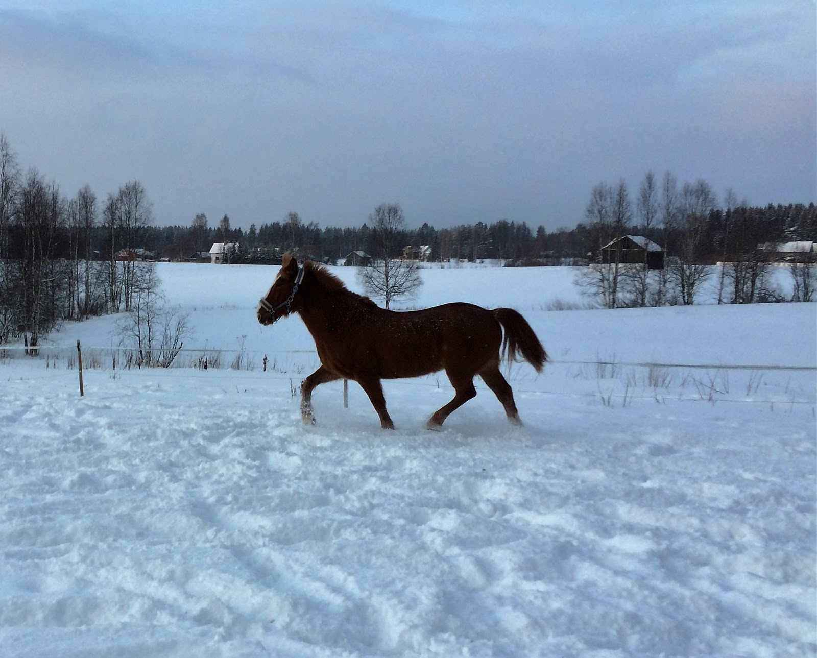 622a8-img_04512b252822529